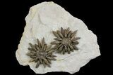 Two Jurassic Club Urchins (Caenocidaris) On Shale #139009-1